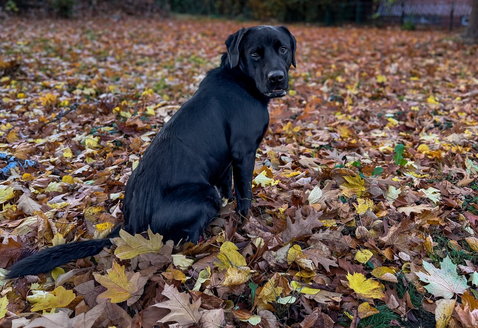 Schwarzer Labrador Luke sitzt im goldenen Herbstlaub im Ruhrgebiet